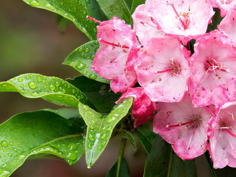 USA-Washington State Mountain Laurel art print by Jamie and Judy Wild for $57.95 CAD
