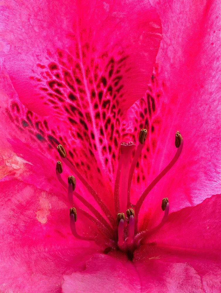 USA-Washington State Rhododendron flower art print by Jamie and Judy Wild for $57.95 CAD