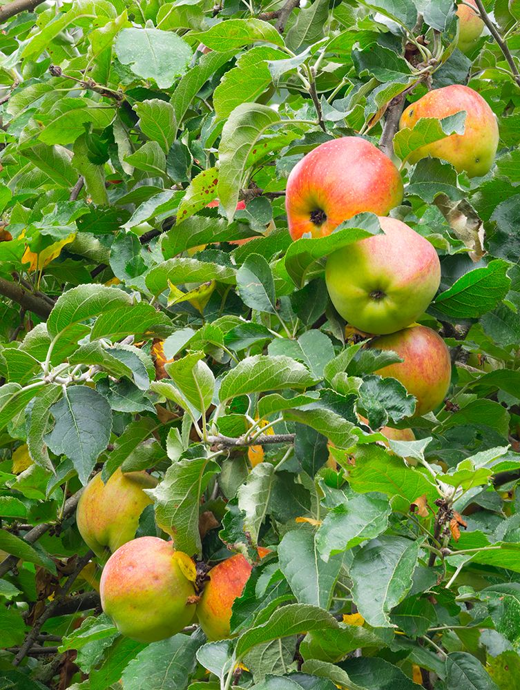 USA-Washington State Ripe apples hanging on tree limbs art print by Jamie and Judy Wild for $57.95 CAD