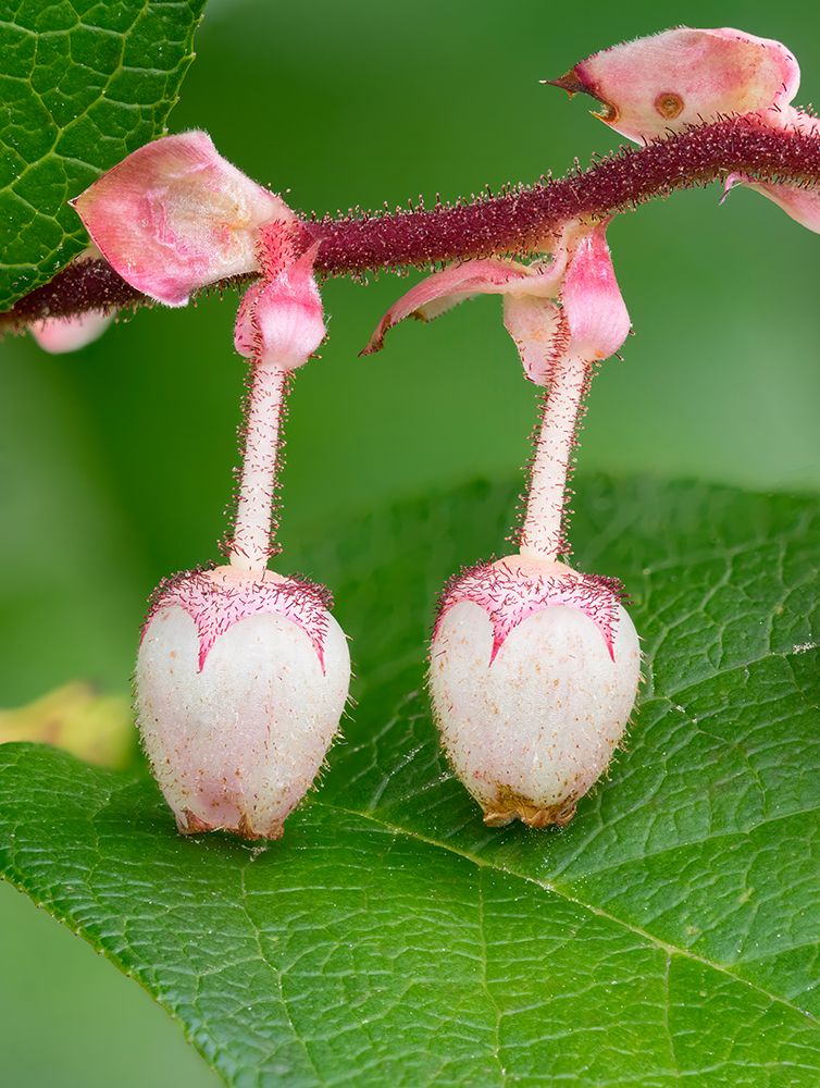 USA-Washington State Salal blossoms art print by Jamie and Judy Wild for $57.95 CAD