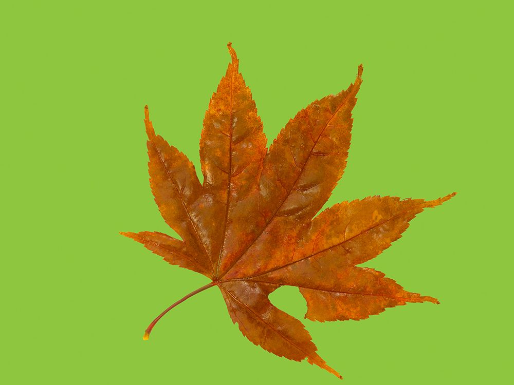 USA-Washington State Still-life of red Maple leaf on lime colored background art print by Jamie and Judy Wild for $57.95 CAD