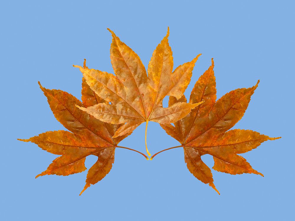 USA-Washington State Still-life of three colorful maple leaves on blue background art print by Jamie and Judy Wild for $57.95 CAD