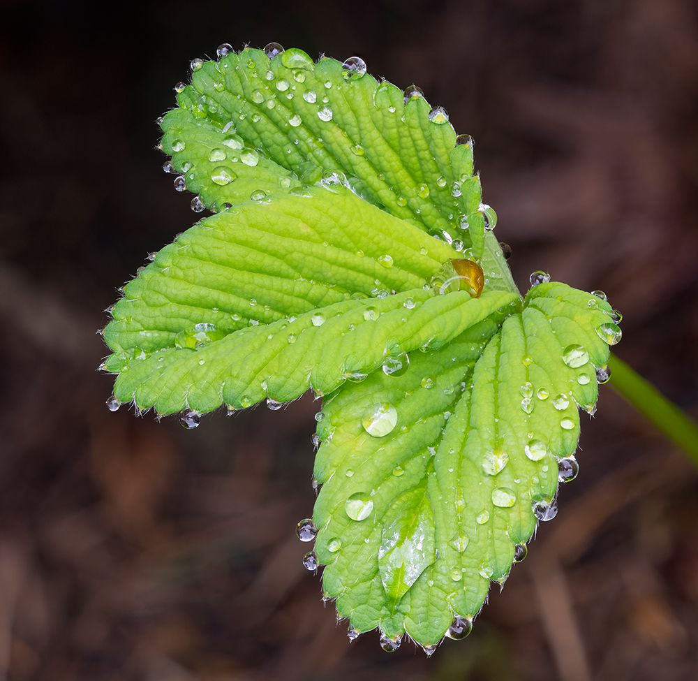 USA-Washington State Strawberry leaves with raindrops art print by Jamie and Judy Wild for $57.95 CAD