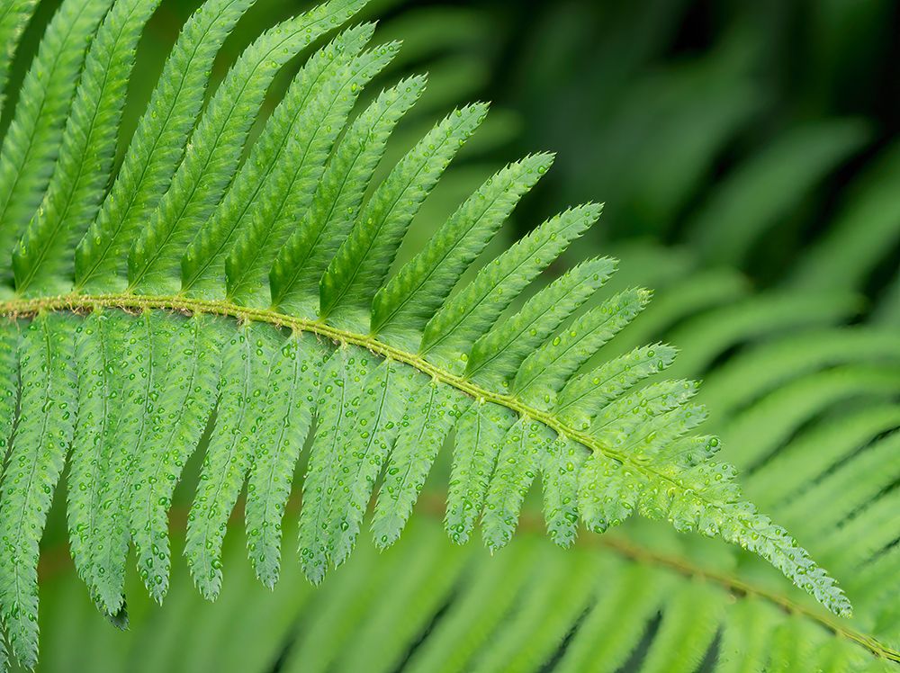 USA-Washington State Western Sword Fern-with water drops art print by Jamie and Judy Wild for $57.95 CAD