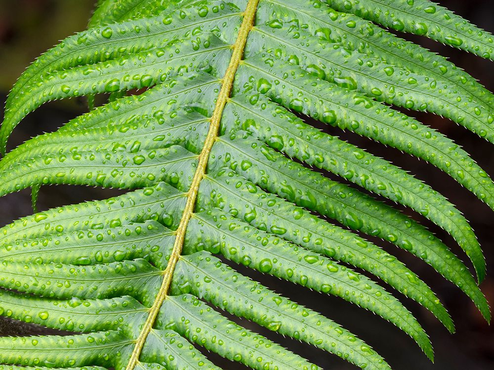 USA-Washington State Western Sword Fern-with water drops art print by Jamie and Judy Wild for $57.95 CAD
