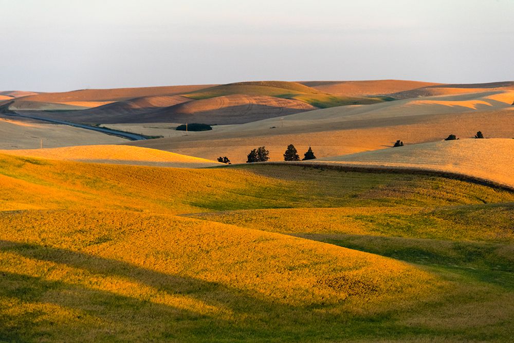 Landscape of rolling wheat field at sunrise-Palouse-Washington State-USA art print by Keren Su for $57.95 CAD