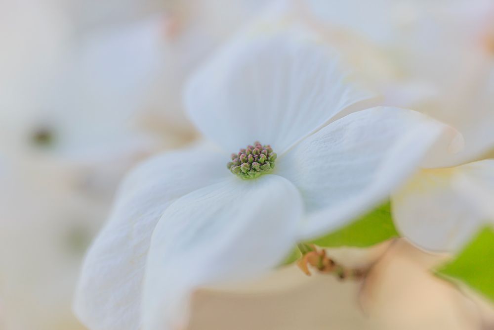 Dogwood tree bloom. art print by Michael Schertz for $57.95 CAD