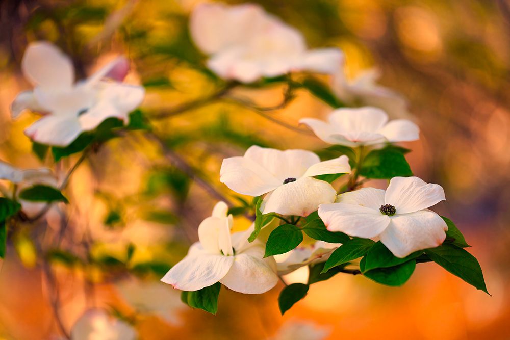 Dogwood tree bloom. art print by Michael Schertz for $57.95 CAD