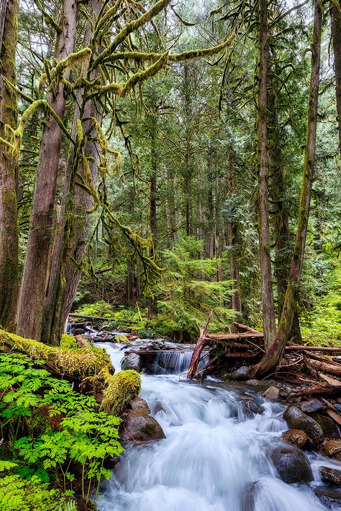 Copper Creek in Gifford-Pinchot National Forest art print by Michael Schertz for $57.95 CAD