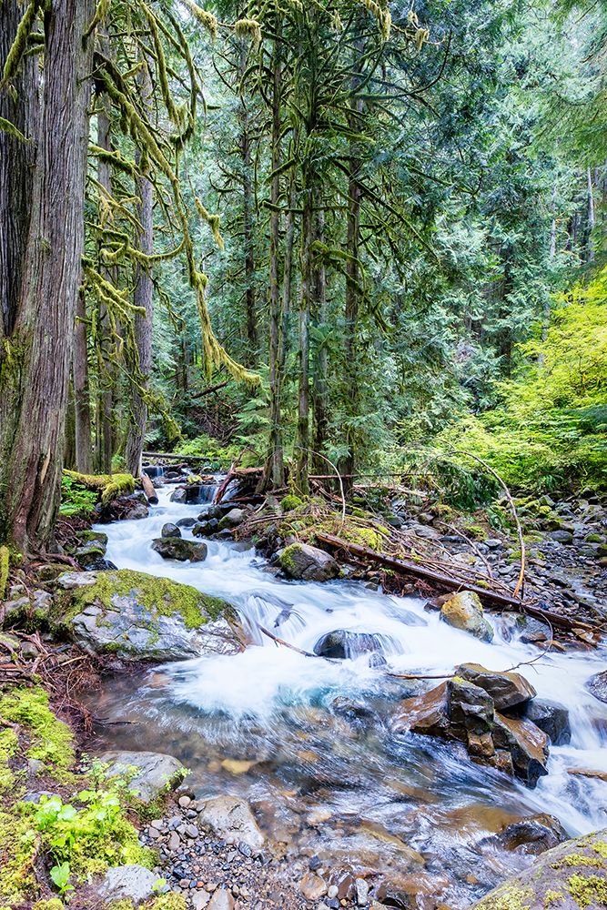 Copper Creek in Gifford-Pinchot National Forest art print by Michael Schertz for $57.95 CAD