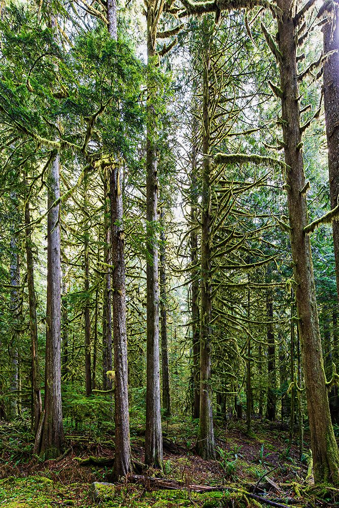 Forest in Mount Rainier National Park art print by Michael Schertz for $57.95 CAD