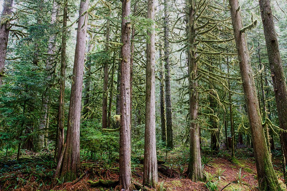 Forest in Mount Rainier National Park art print by Michael Schertz for $57.95 CAD