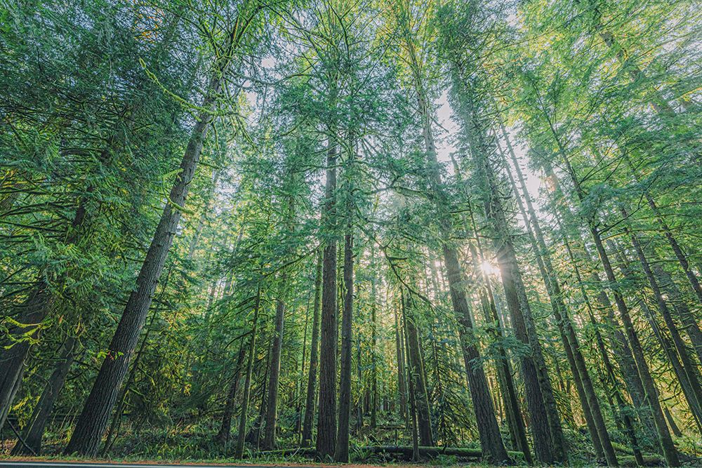 Forest in Mount Rainier National Park art print by Michael Schertz for $57.95 CAD
