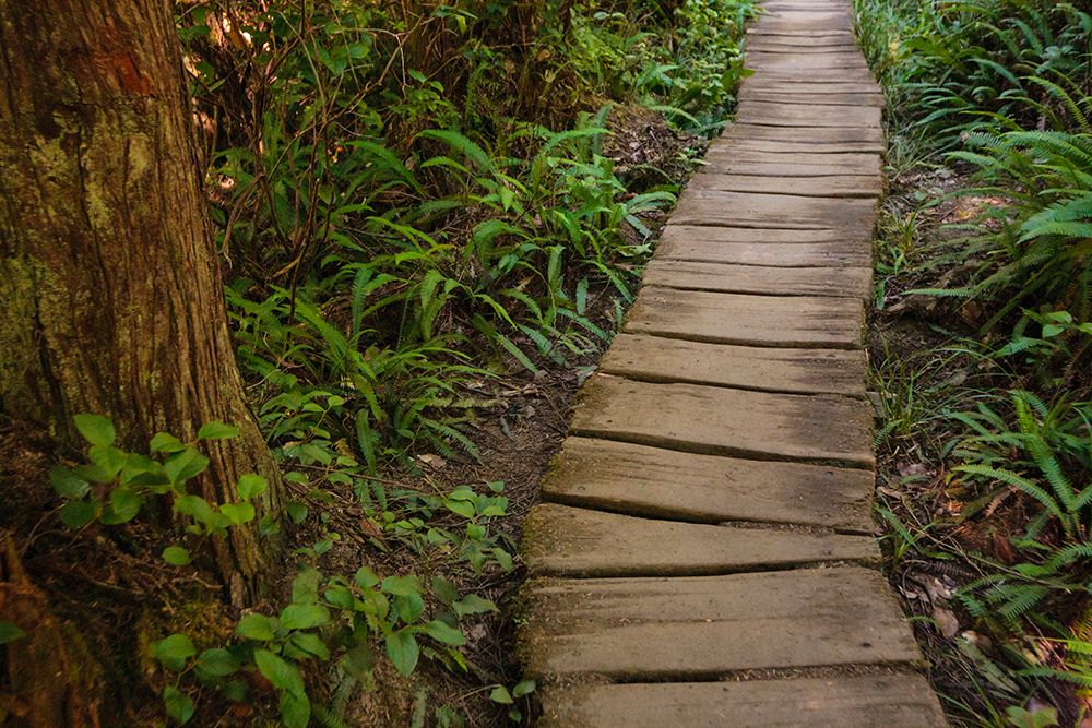 Wooden boardwalk trail in a forest on the Olympic Peninsula, Washington State, USA. art print by Rob Casey for $57.95 CAD