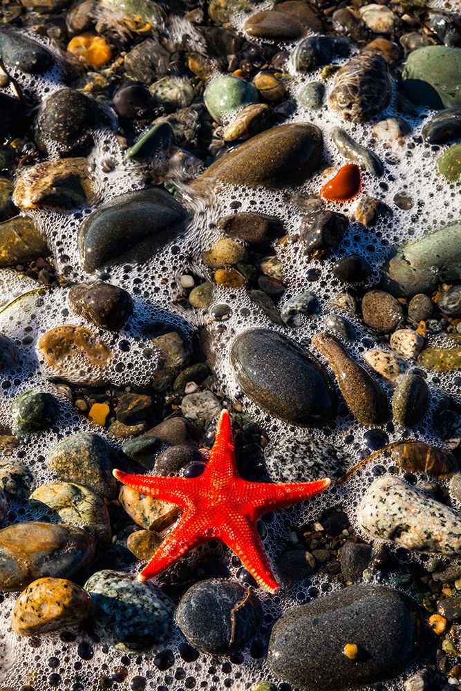 Blood star, Salt Creek Recreational Area, Port Angeles, Washington State, USA. art print by Rob Casey for $57.95 CAD