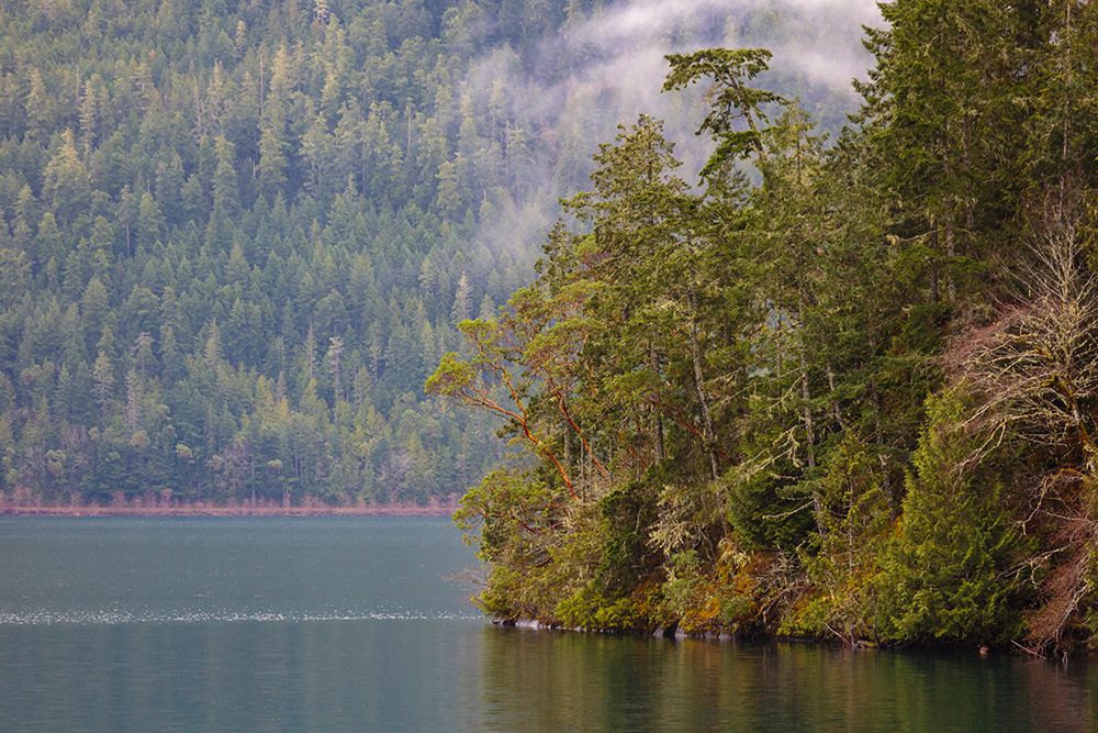 Fog over forest above Lake Crescent, Olympic National Park, Washington State, USA. art print by Rob Casey for $57.95 CAD