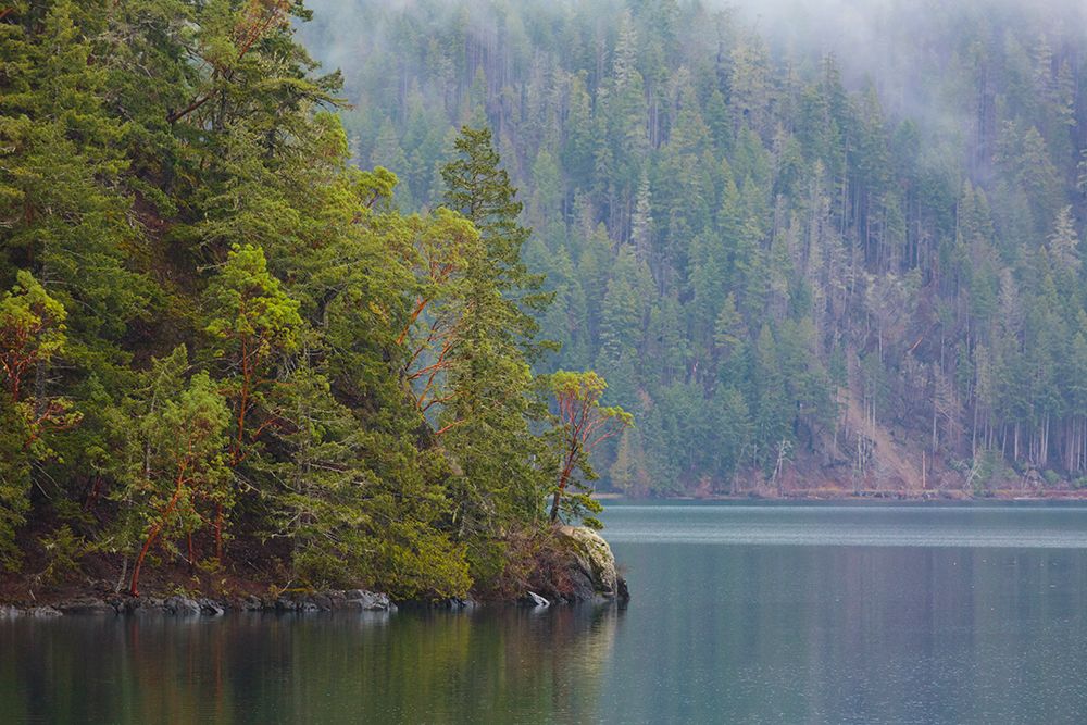 Fog over forest above Lake Crescent, Olympic National Park, Washington State, USA. art print by Rob Casey for $57.95 CAD