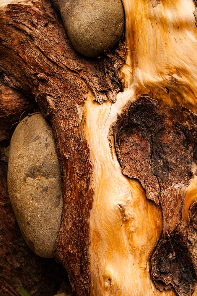 Beach stones embedded in driftwood, Rialto Beach, Olympic National Park, Mora, Washington, USA art print by Rob Casey for $57.95 CAD
