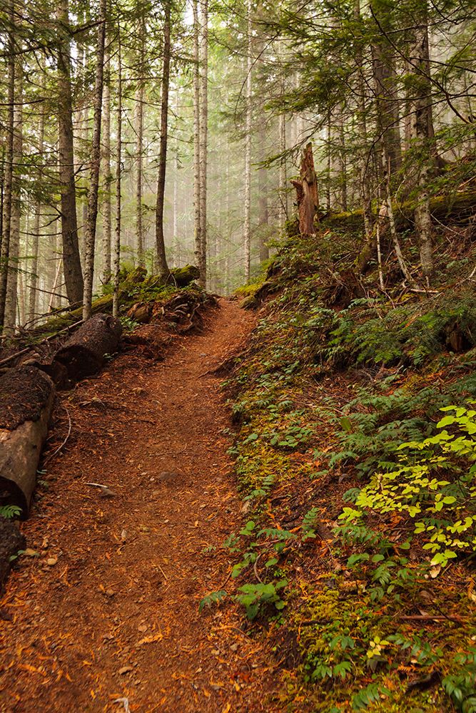 Hiking trail through thick forest with fog, Lake Angeles trail, Olympic NP, Washington State, USA art print by Rob Casey for $57.95 CAD