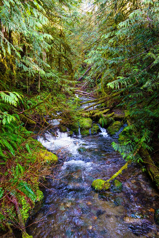 Little River, Olympic National Forest, Port Angeles, Washington State, USA art print by Rob Casey for $57.95 CAD