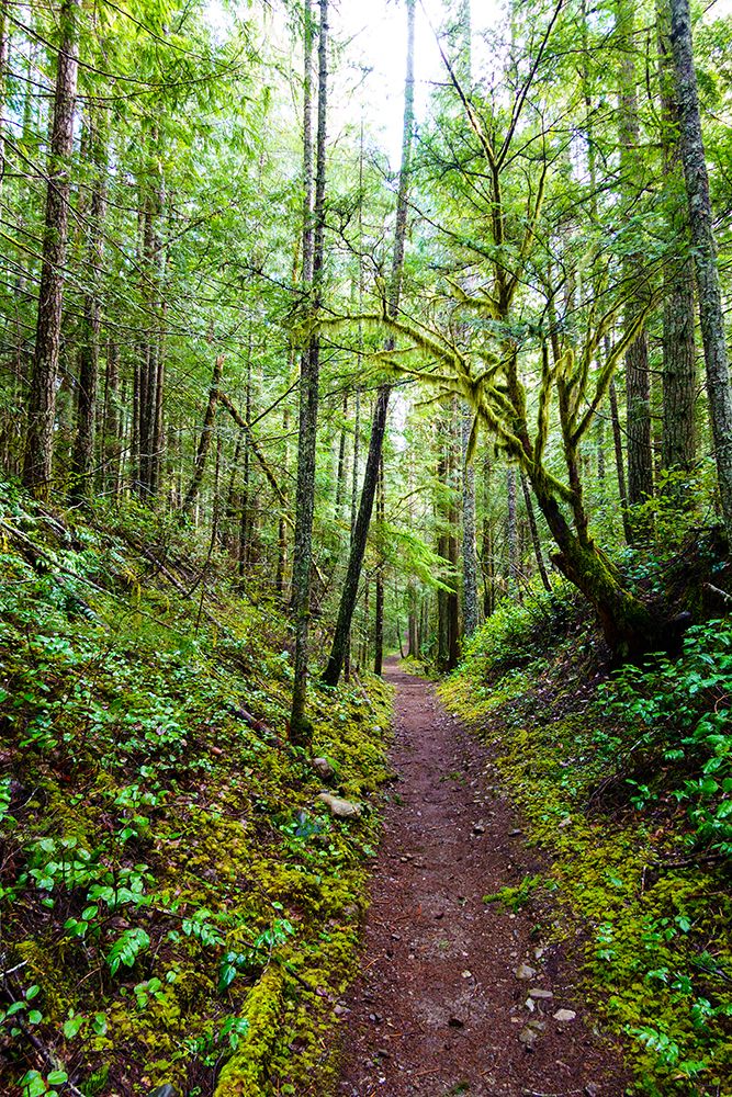 Hiking trail in forest, Little River Trail, Olympic National Forest, Port Angeles, Washington art print by Rob Casey for $57.95 CAD