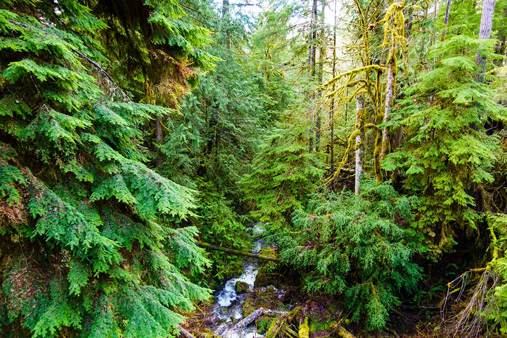Little River, Olympic National Forest, Port Angeles, Washington State, USA art print by Rob Casey for $57.95 CAD