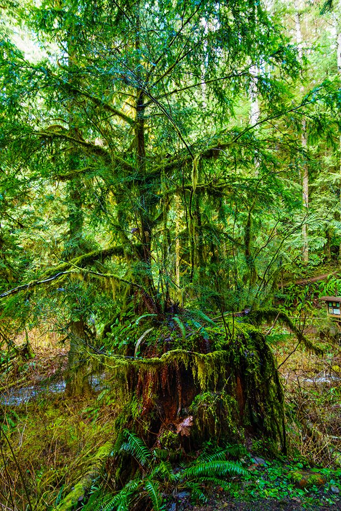 Nurse tree, Western red cedars growing out of old growth tree trunk, Little River Trail, Olympic NP art print by Rob Casey for $57.95 CAD
