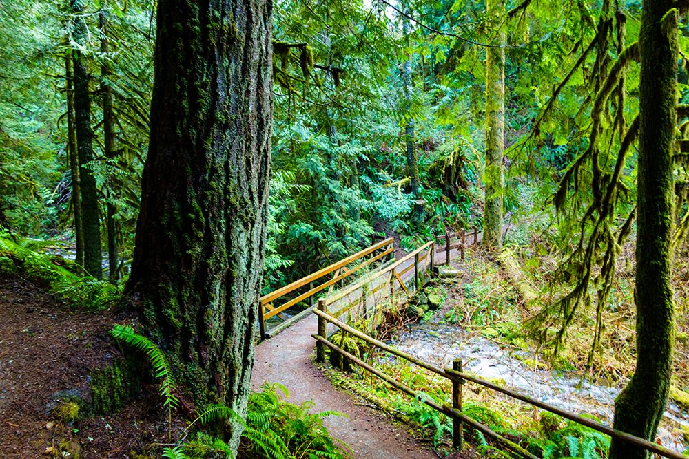 Wooden bridge over Little River, Little River to Hurricane Ridge trail, Port Angeles, Washington. art print by Rob Casey for $57.95 CAD