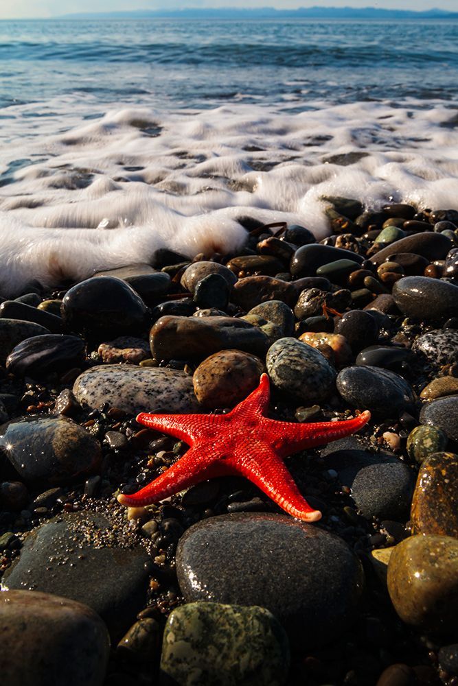 Blood star on beach, Salt Creek Recreational Area, Port Angeles, Washington State, USA art print by Rob Casey for $57.95 CAD