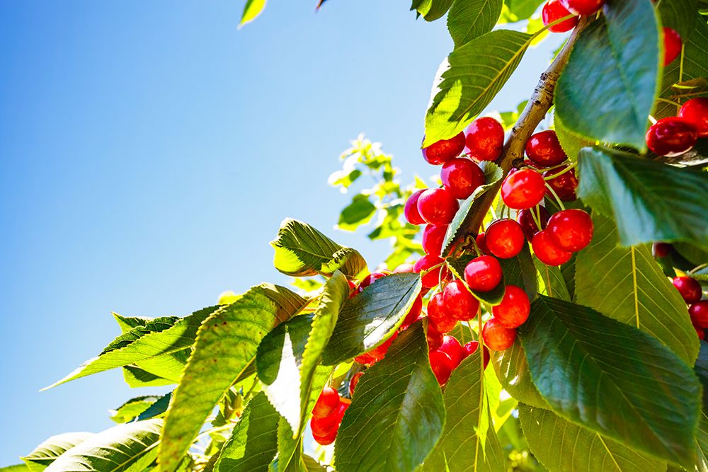 Cherries on the branch, Yakima, Washington State, USA. art print by Rob Casey for $57.95 CAD