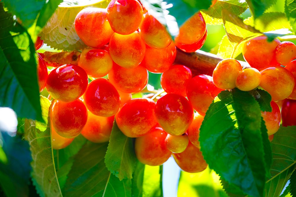 Cherries on the branch, Yakima, Washington State, USA. art print by Rob Casey for $57.95 CAD