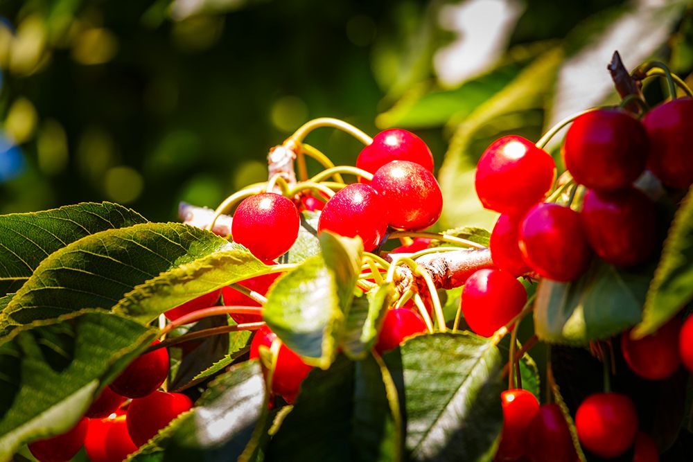 Cherries on the branch, Yakima, Washington State, USA. art print by Rob Casey for $57.95 CAD
