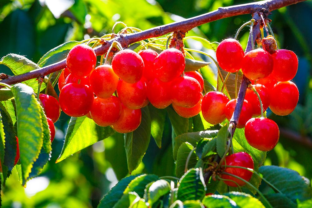 Cherries on the branch, Yakima, Washington State, USA. art print by Rob Casey for $57.95 CAD