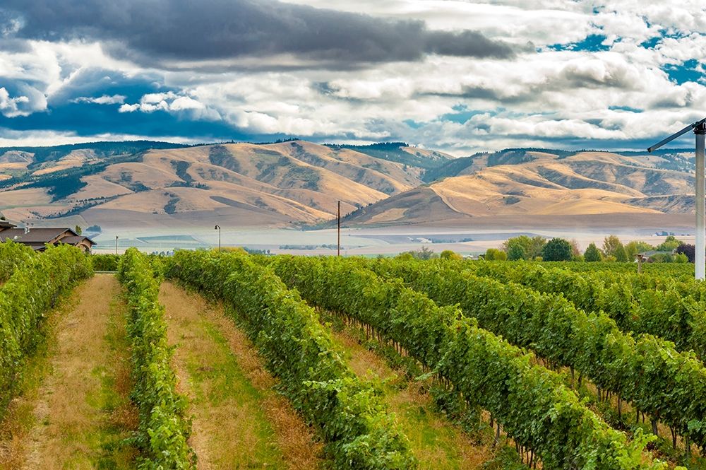 Washington State-Walla Walla Pepper Bridge Vineyard with Blue Mountains in the background art print by Richard Duval for $57.95 CAD
