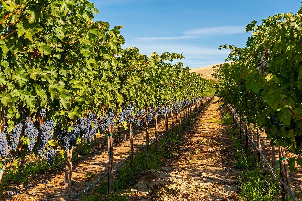 Washington State-Red Mountain A row of Cabernet Sauvignon grapes in a vineyard in Yakima Valley art print by Richard Duval for $57.95 CAD