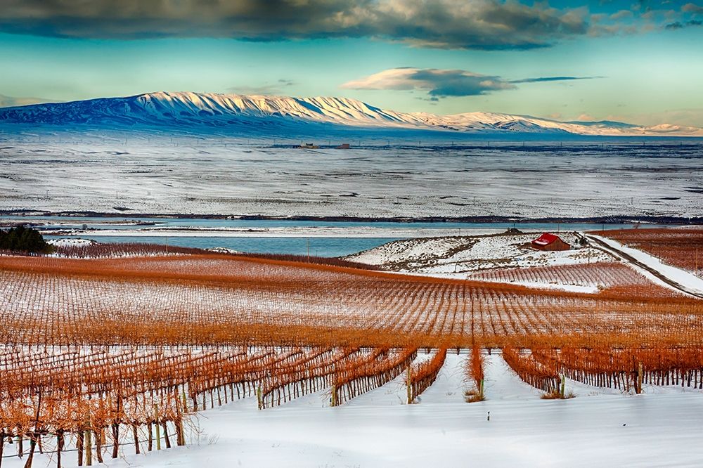 Washington State-Pasco Winter on Sagemoor Vineyard with the Columbia River art print by Richard Duval for $57.95 CAD
