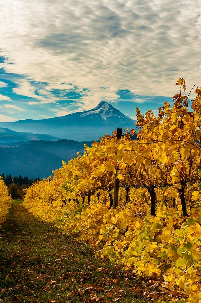 Morning light on the changing fall colors of a Columbia River Gorge vineyard art print by Richard Duval for $57.95 CAD