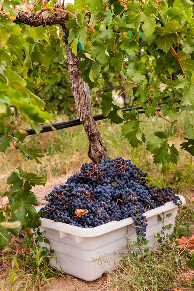 Washington State-Pasco A bin of merlot grapes at harvest art print by Richard Duval for $57.95 CAD