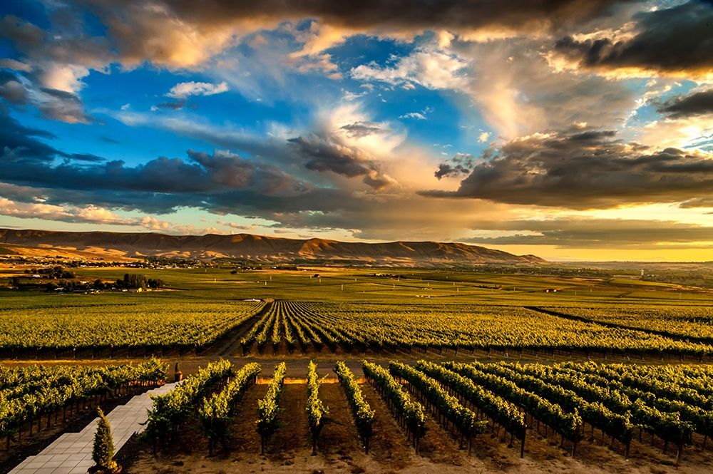 Washington State-Red Mountain Red Mountain vineyards at dusk with dramatic sky art print by Richard Duval for $57.95 CAD