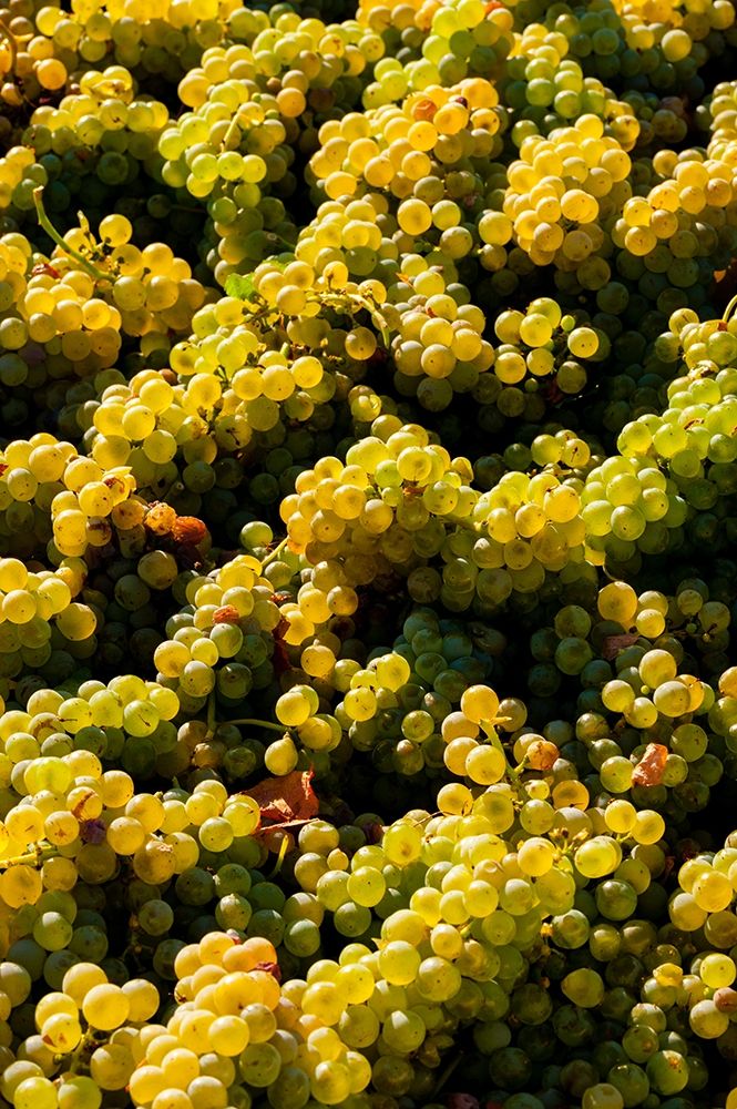 Washington State-Red Mountain Bin of Sauvignon Blanc grapes from Quintessence Vineyard at harvest art print by Richard Duval for $57.95 CAD