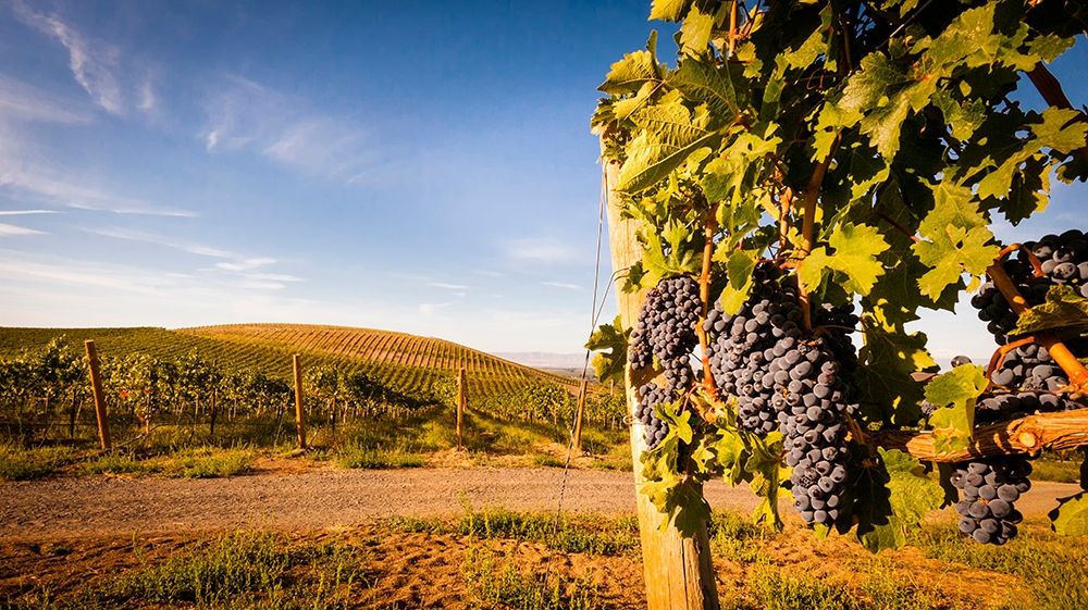 Washington State-Yakima Valley Clusters of Cabernet Sauvignon at Yakima Valley vineyard art print by Richard Duval for $57.95 CAD