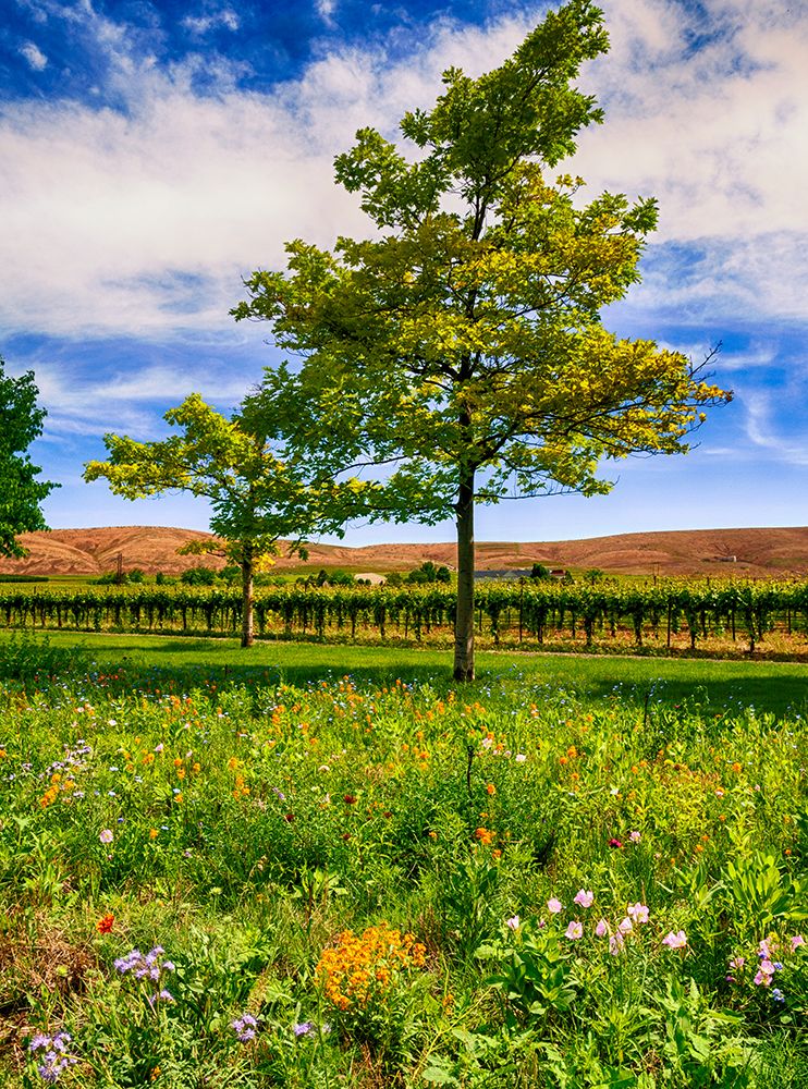 USA-WA-Red Mountain Spring flowers border a vineyard in Washingtons Yakima Valley art print by Richard Duval for $57.95 CAD