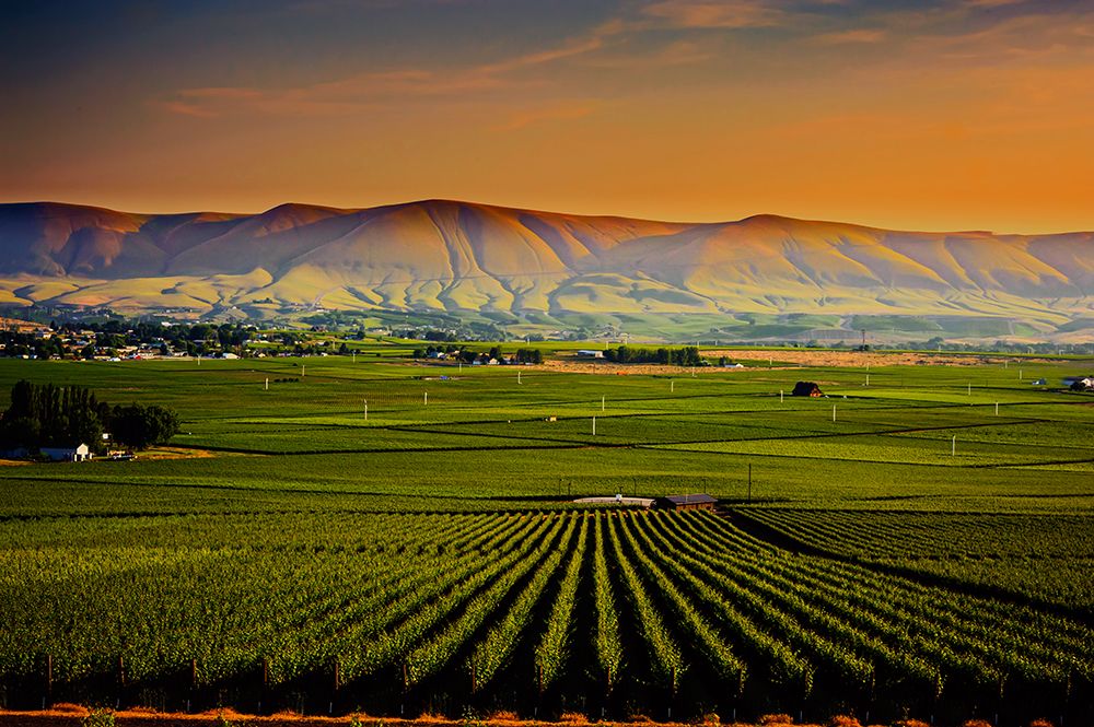 USA-WA-Red Mountain Dusk on the vineyards of Red Mountain wine region with Horse Heaven Hills art print by Richard Duval for $57.95 CAD