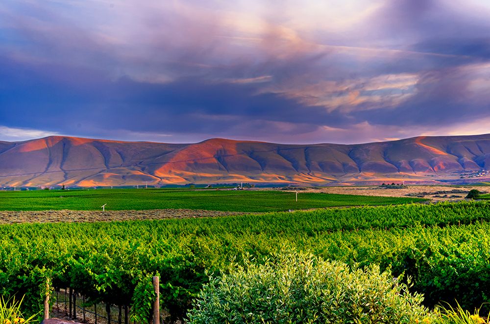 USA-WA-Yakima Valley Dusk over the many vineyards on Red Mountain in Washingtons Yakima Valley art print by Richard Duval for $57.95 CAD
