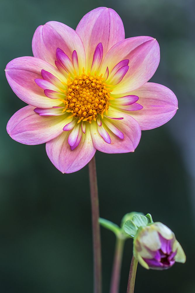 Washington State-Bellevue Dahlia art print by Rob Tilley for $57.95 CAD