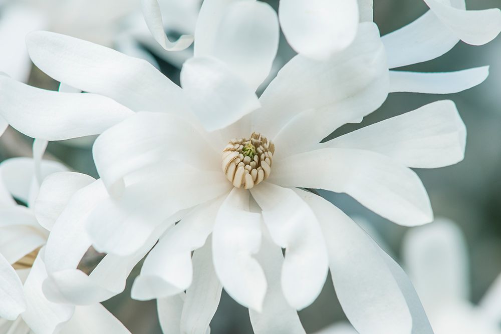 Washington State-Bellevue Star magnolia art print by Rob Tilley for $57.95 CAD