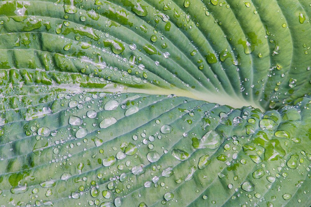 Washington State-Bellevue Water drops on hosta art print by Rob Tilley for $57.95 CAD