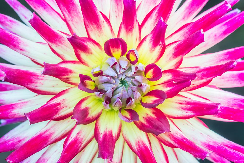 Washington State-Seattle Dahlia art print by Rob Tilley for $57.95 CAD