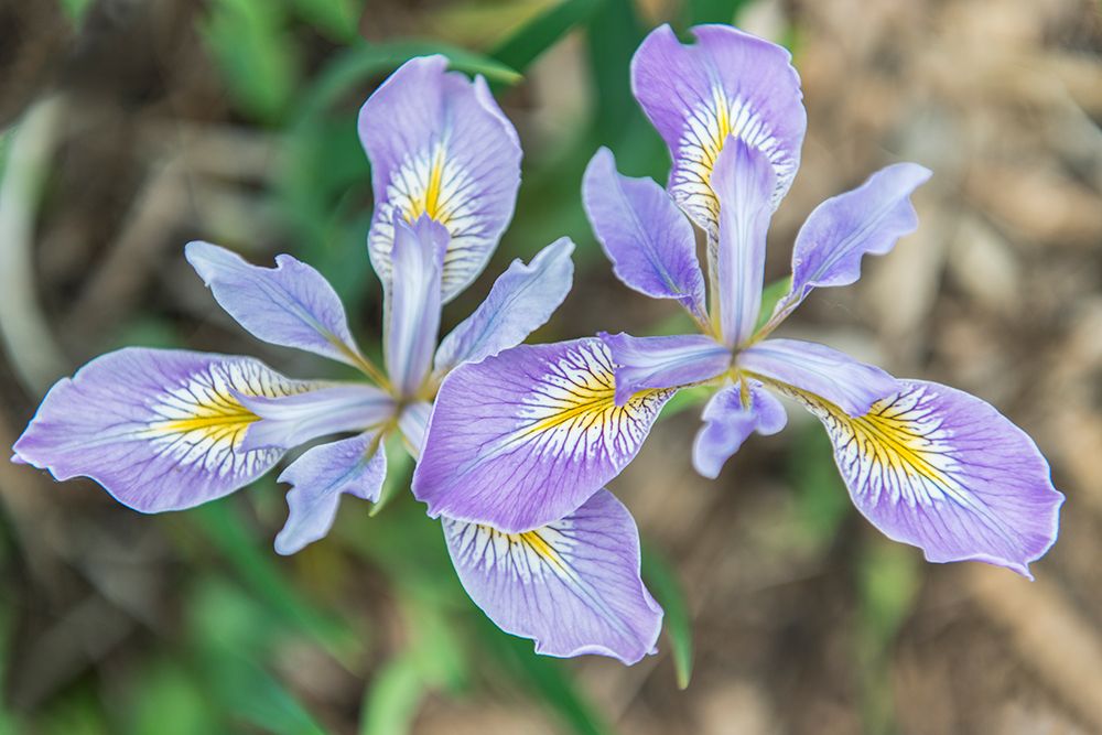 Washington State-Seattle Iris art print by Rob Tilley for $57.95 CAD