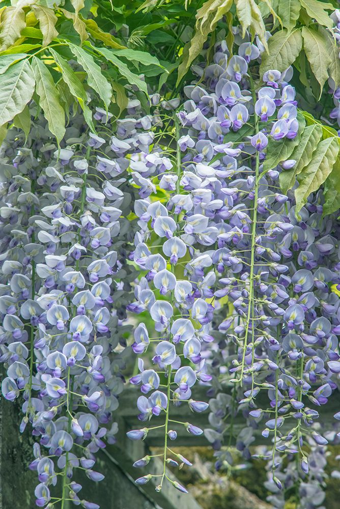 Washington State-Seattle Wisteria art print by Rob Tilley for $57.95 CAD